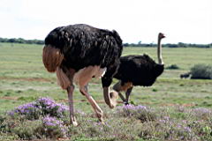 ostriches addo IMG_3553.JPG